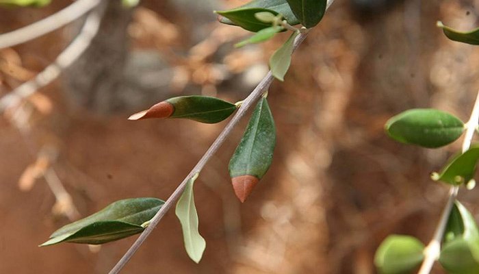 xylella olives