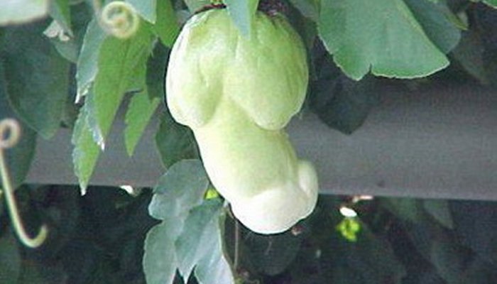 paparia tree