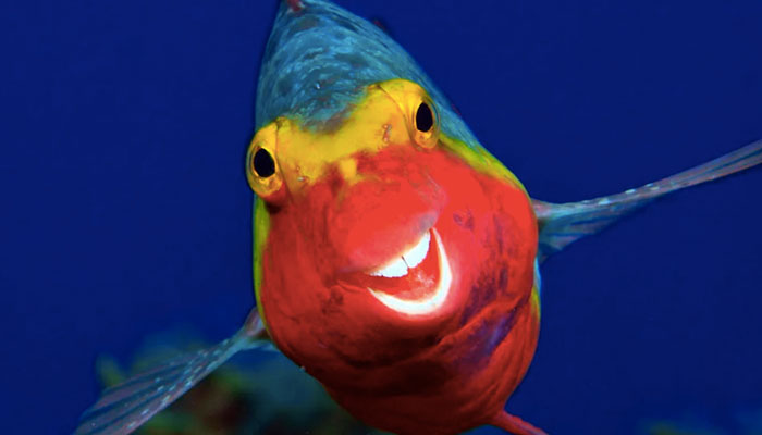 funny fish