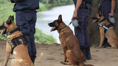 dog police